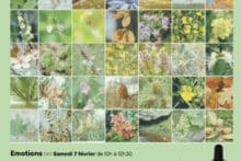 FLEURS DE BACH & ANXIÉTÉ